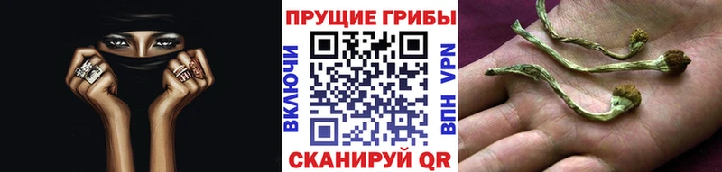 Купить  Ангарск  Псилоцибиновые грибы GOLDEN TEACHER 